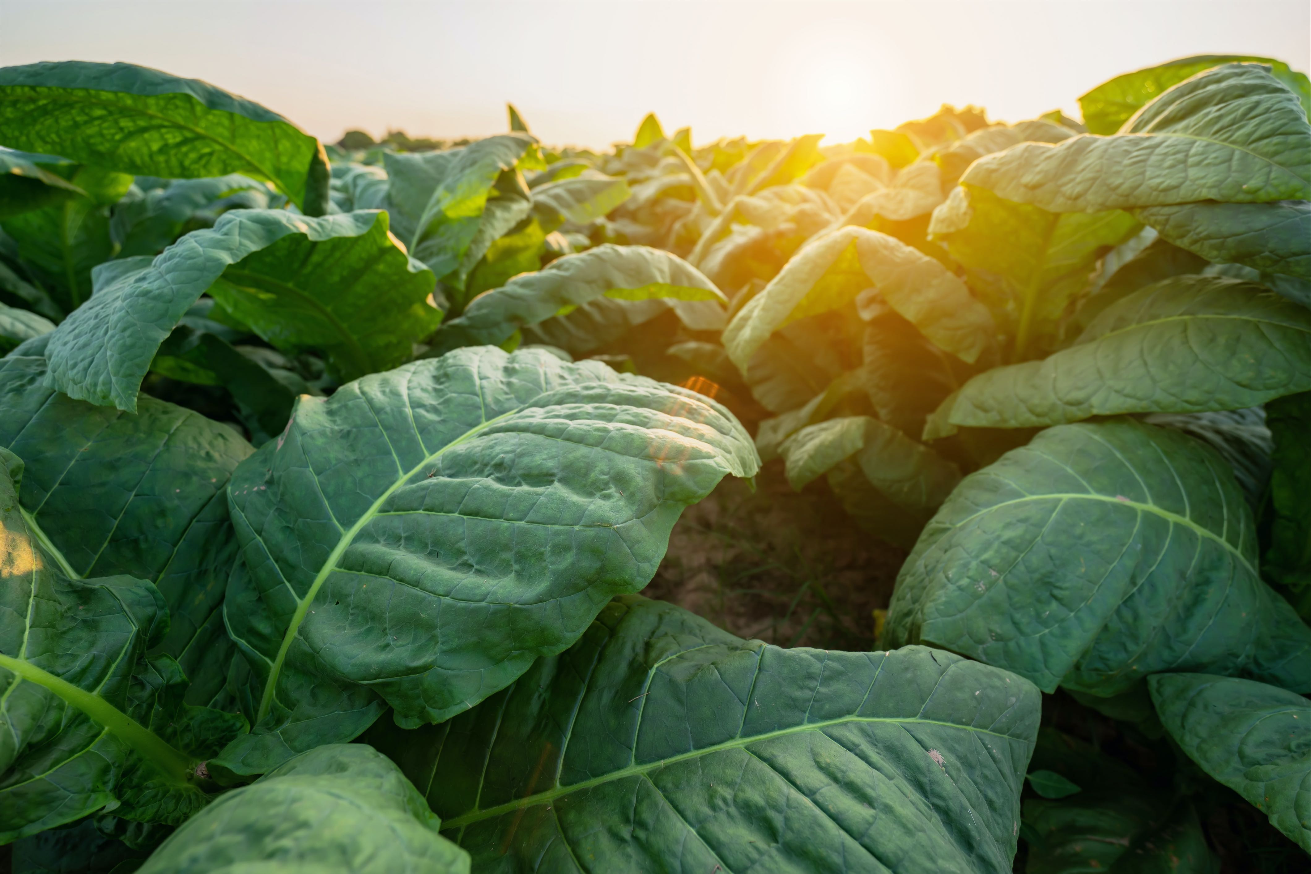 how to pronounce tobacco vanille How do you pronounce this fragrance? #fragrance #perfumetiktok  #fragrancetok #fyp #perfume